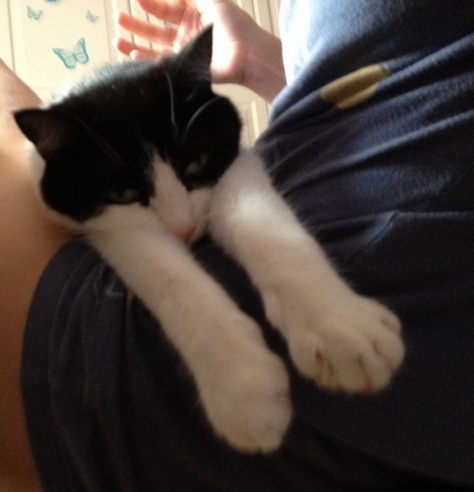 avreste cuore di andarvene con un gatto messo così??
