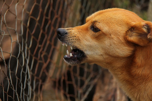 dog-486553_640
