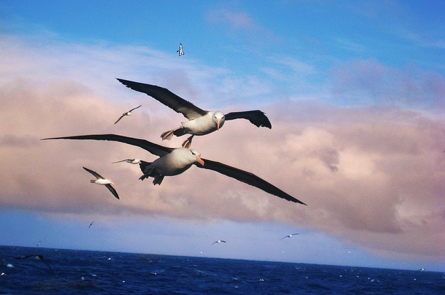 albatros-556567_640